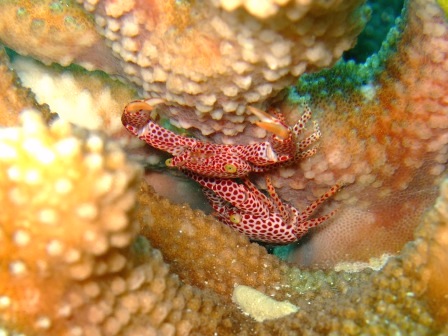 海宝会・石垣島会合_a0189838_19131241.jpg