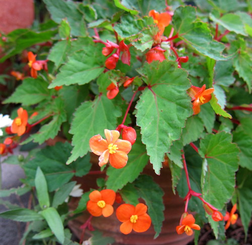 b0178339_8254643.jpg