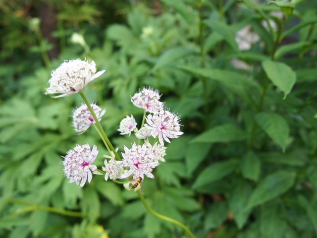 c0117239_89863.jpg