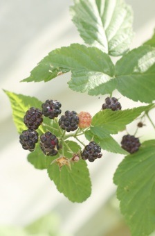 b0271640_7364370.jpg