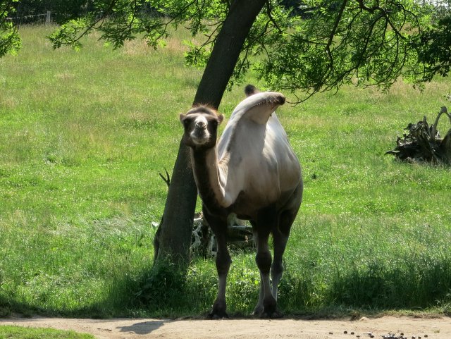 動物園にお出かけ_f0210340_16914.jpg