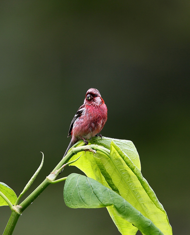 2013/07　　旭岳の鳥撮り-4_f0238447_17551770.jpg