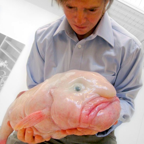 「ぼんやり」「塊り」という名の魚/BLOBFISH(和名ヤマシタタツロウウオ)_c0109850_18212549.jpg