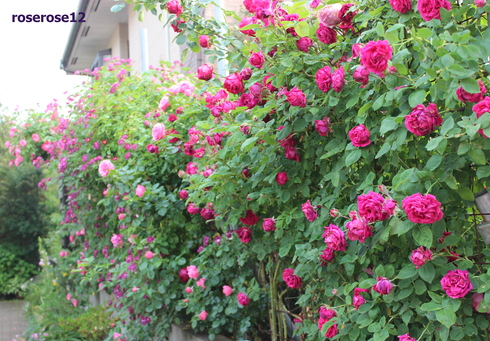 MyRoseGarden 63 ～西側フェンス3～_a0249051_0422540.jpg