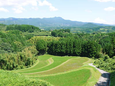 菊池水源棚田米　田植え後の様子_a0254656_17112671.jpg