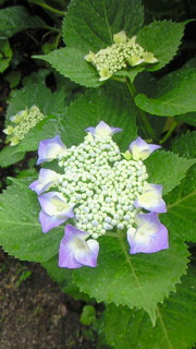 e0149256_2244132.jpg