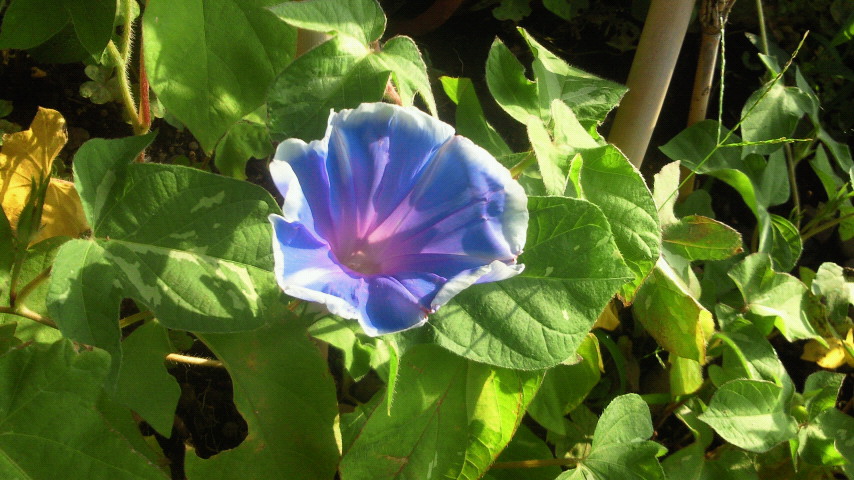 e0009760_712047.jpg