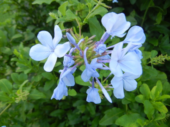 ’13,7,8(月)4時半にお散歩に行ったけど・・・!_f0060461_8421599.jpg