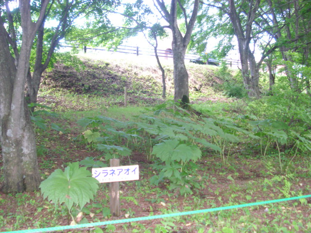 高山植物の女王_e0169262_1146376.jpg