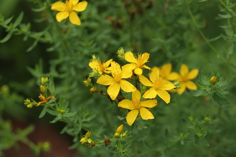 ７月７日　今日の花_a0183666_344559.jpg