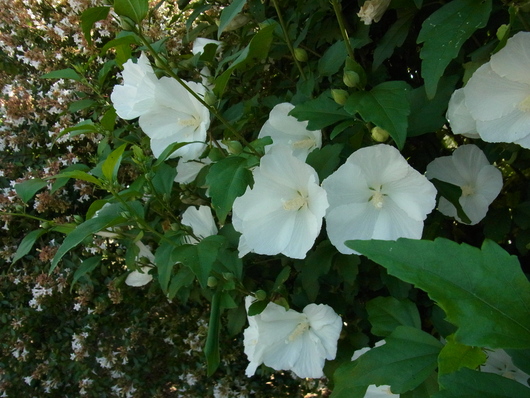b0194267_17413133.jpg