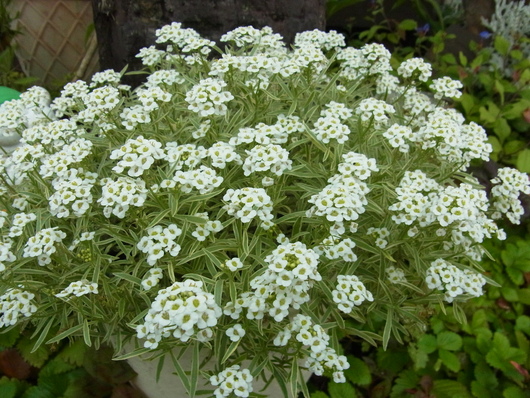 b0194267_1764141.jpg