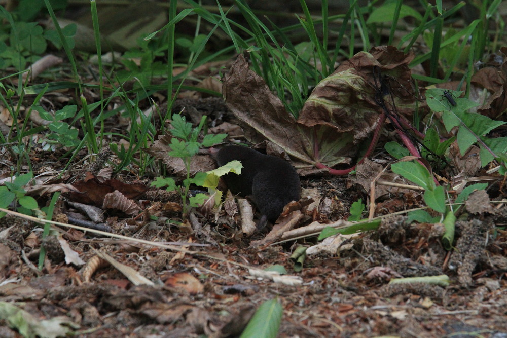 モイワサナエ　　ダビドサナエの近縁種　　2013.6.29青森県-号外_a0146869_21504178.jpg