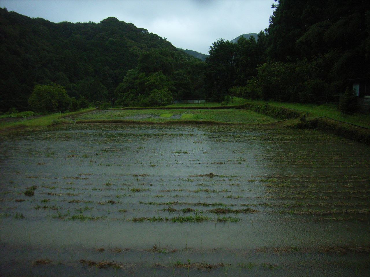 田植え終わりました＊うさぎ入ル＊リンドン_a0257269_9463690.jpg