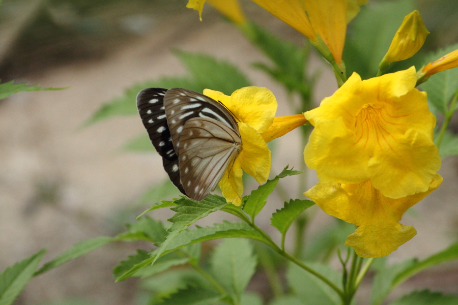 アサギシロチョウ♀　（2013年7月13日）_e0272773_16362738.jpg