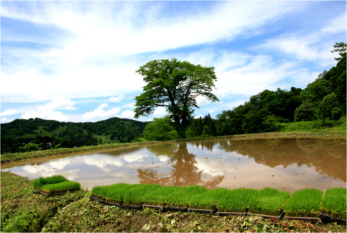 2013-06-11≪新潟・松之山棚田≫_e0136475_2229195.jpg