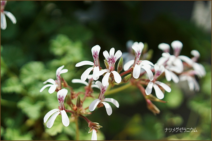 　◇　暑い！　　　　　　　　　　　　　　　　　　　　2013.07.08_a0126676_23285377.jpg