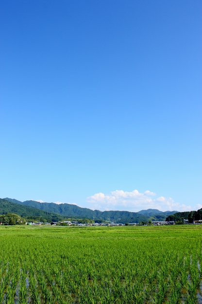 梅雨明け_a0278377_2224272.jpg