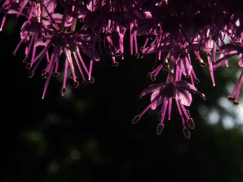 ７時前の近所植込みの花実　０７０７　_c0183777_15551371.jpg