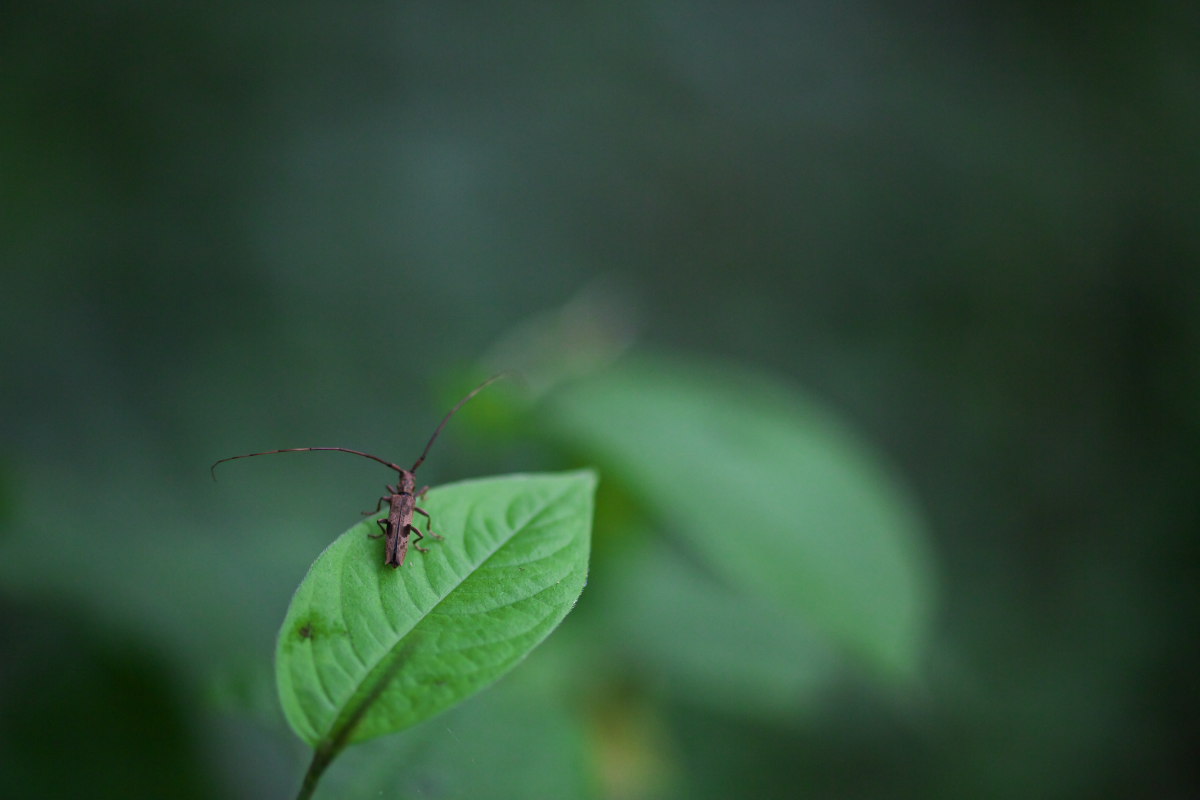 梅雨が明けて　虫たちの季節_a0083081_219819.jpg