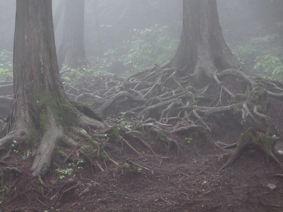 f0110488_0473021.gif