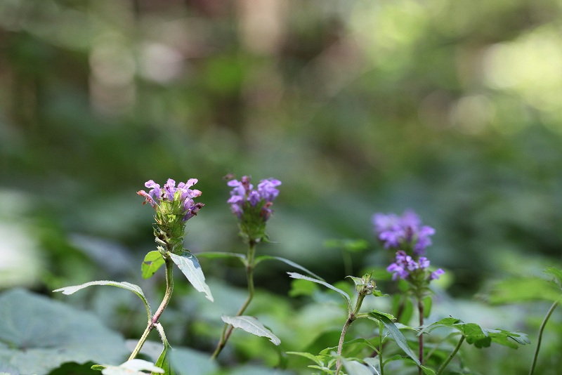 奥三河の花_f0000789_2225483.jpg