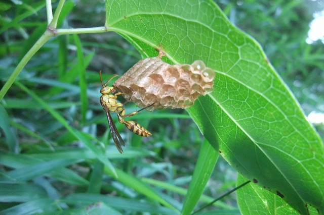 e0070891_1825627.jpg