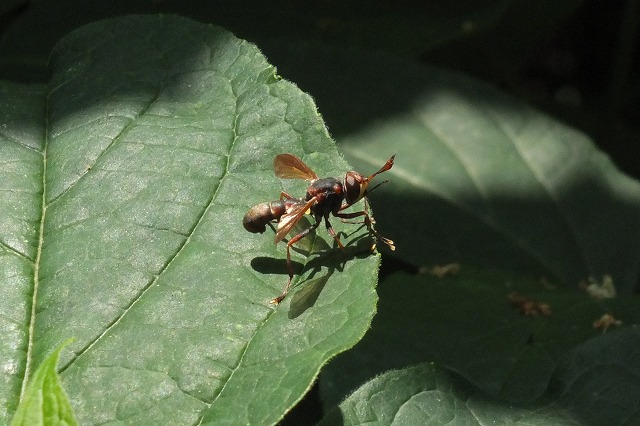 e0070891_18314114.jpg