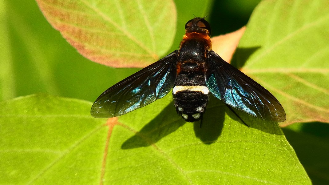 a0152692_182478.jpg