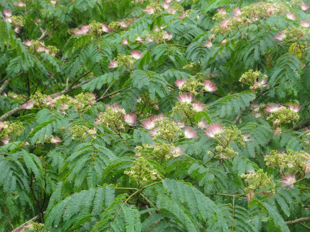 c0125501_721565.jpg