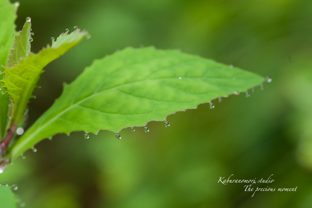 梅雨明けの朝_c0137403_22271691.jpg