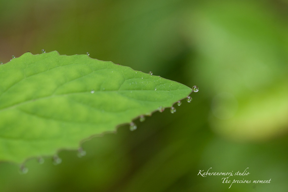 梅雨明けの朝_c0137403_22274514.jpg