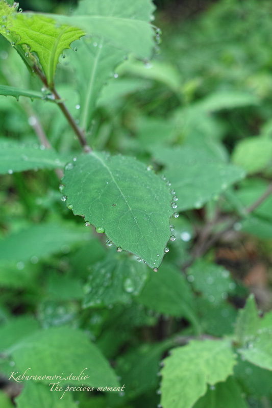 梅雨明けの朝_c0137403_22304390.jpg