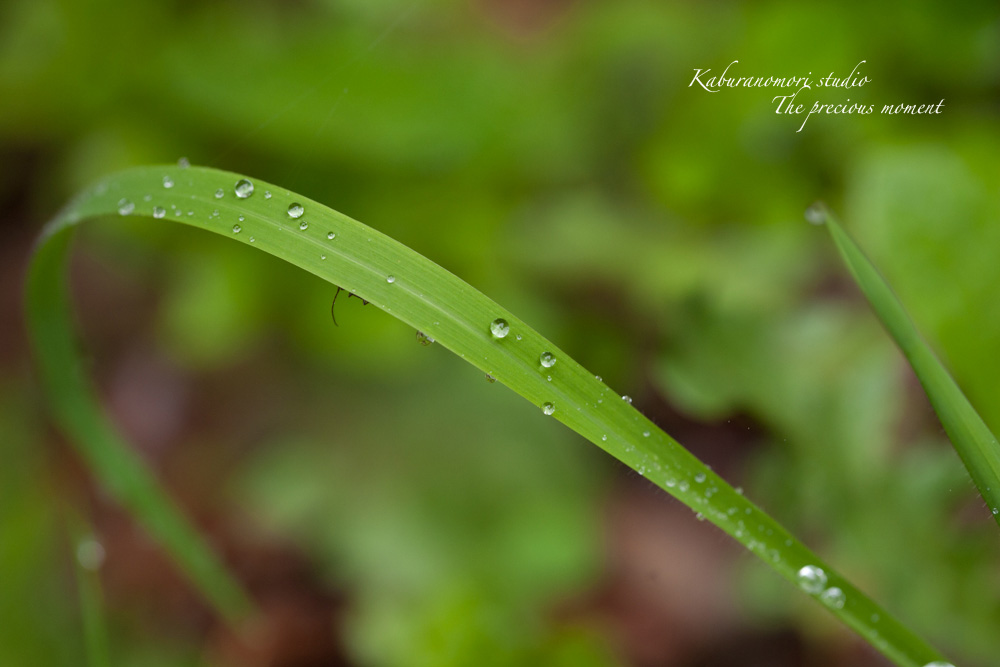 梅雨明けの朝_c0137403_224042.jpg