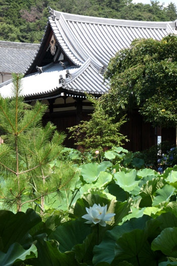 花の寺　法金剛院　_e0048413_21521199.jpg