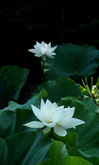 花の寺 法金剛院 _e0048413_21522285.jpg