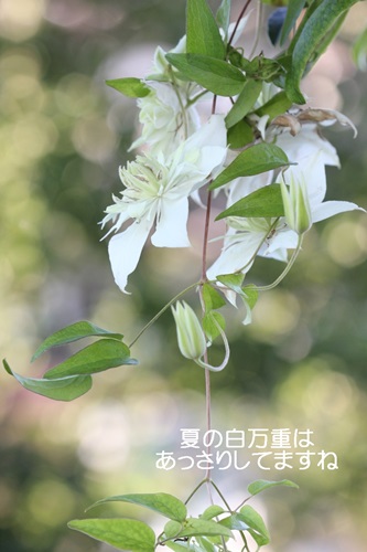 夏の花とクレマチス_a0067720_20421415.jpg