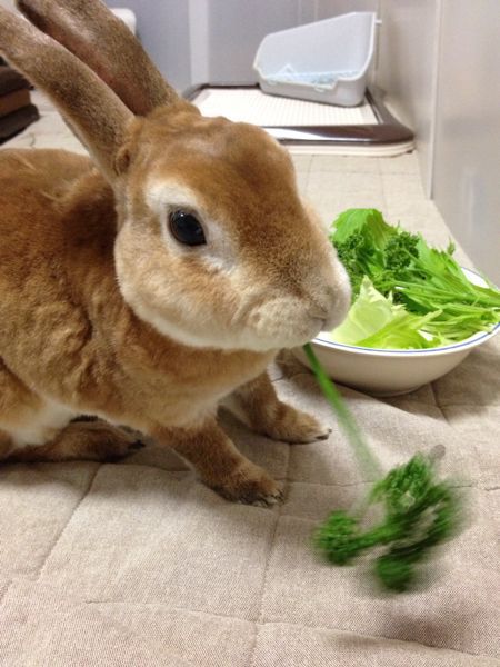 うさぎにパセリを捧げよ うさまっこブログ うさぎにパセリを捧げよ うさまっこブログ