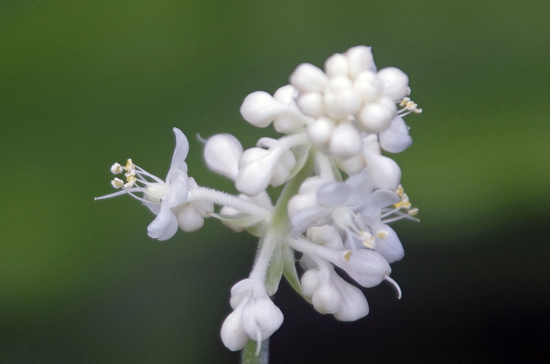 薮茗荷の花_d0018223_10525090.jpg