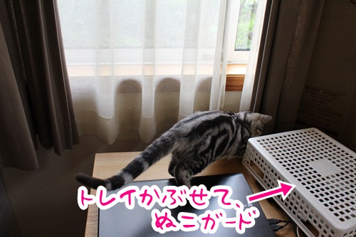 【本日のどらねこハリー】 ハリーのお手てはカワイイな。【肉球は黒！】のハード系_a0158724_00171.jpg