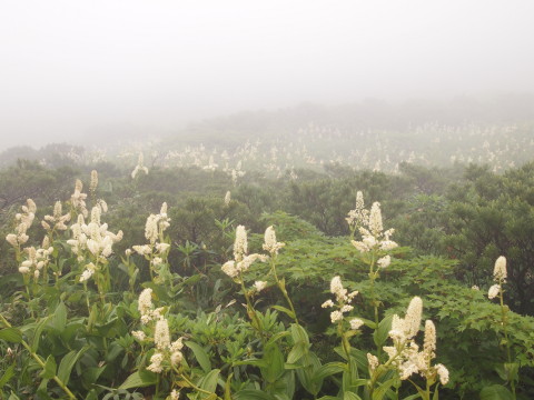 秋田駒ヶ岳トレッキング(秋田県)*2013.07.08_b0147224_2302274.jpg