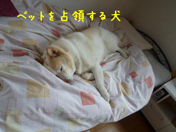 犬と猫と人間と２_b0138430_11125564.jpg