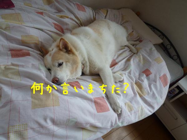 犬と猫と人間と２_b0138430_1113692.jpg