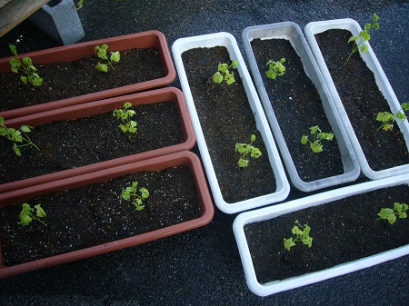 フウセンカズラの定植と摘心 にわあそび