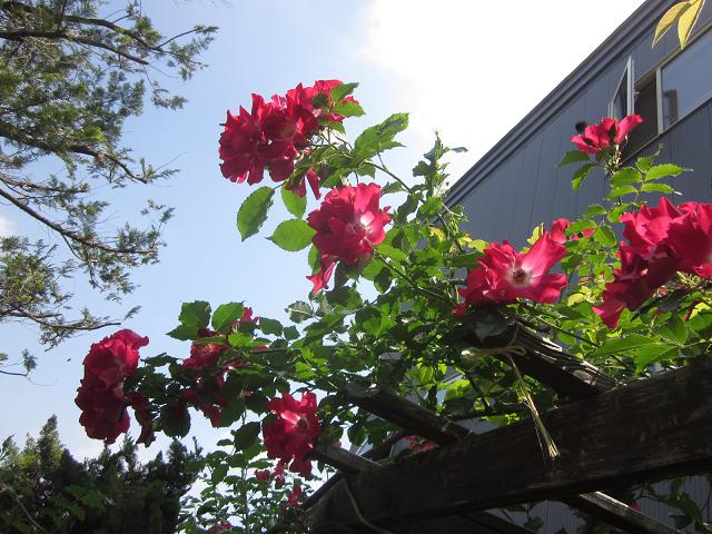 c0234938_10285477.jpg