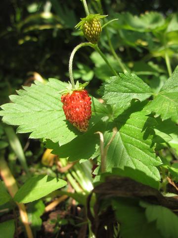 c0234938_10353623.jpg
