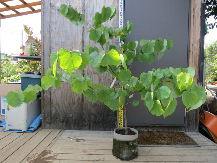 アメリカハナズオウ ハートオブゴールド 販売 価格 値段 画像 写真 庭木 安行 植木 お問い合わせ商品 田中園 Shop Tanakaen Jp Web Magazine