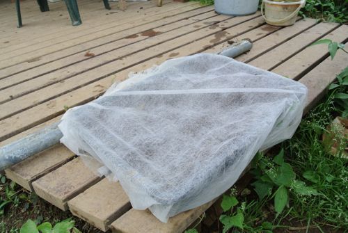 梅雨明けまだ?_c0063348_2262118.jpg