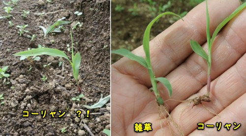 梅雨明けまだ?_c0063348_2262435.jpg