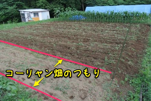 梅雨明けまだ?_c0063348_2262867.jpg